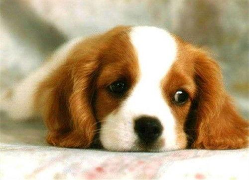 网红视频吃瓜狗图片