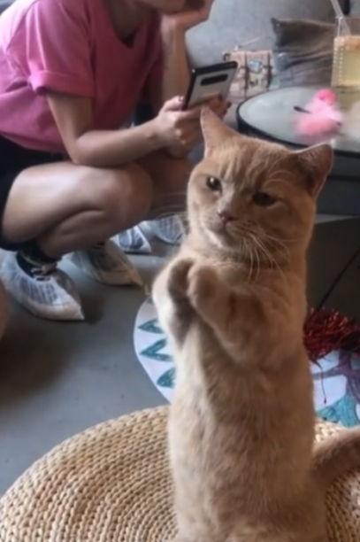 吃瓜网相扑猫,吃瓜网上的萌宠明星