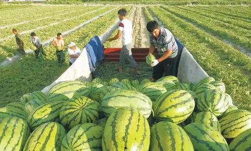 网红吃瓜聚集地图片,揭秘网络红人的聚集地