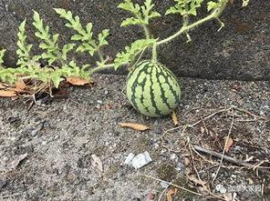 山东一个网红吃瓜是谁呀