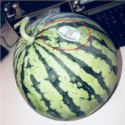 下沙网红吃瓜,揭秘网络红人的幕后故事