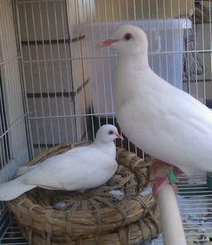 网红吃瓜鸽子视频播放