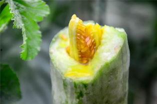 哪里的网红吃瓜,揭秘娱乐圈幕后真相