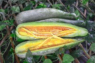 网红吃瓜推荐,揭秘热门事件背后的真相与笑料